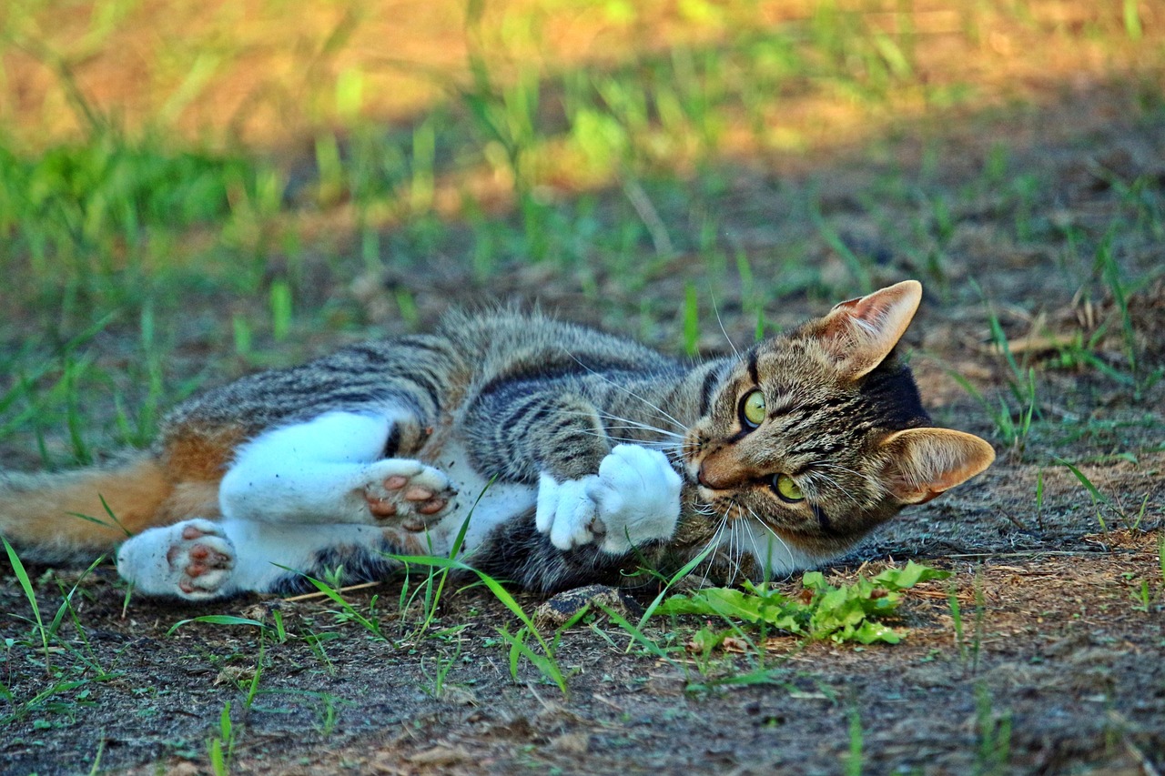 王欣瑜再现猫咪狩猎，灵动与优雅的完美结合，王欣瑜演绎猫咪狩猎，灵动与优雅的完美融合