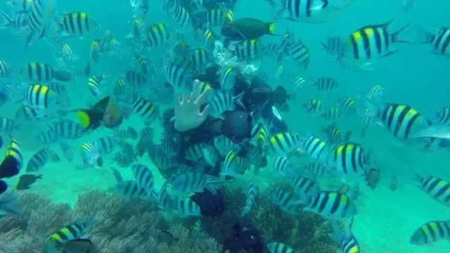 三亚海底的鱼种探秘，神秘海洋生物大揭秘