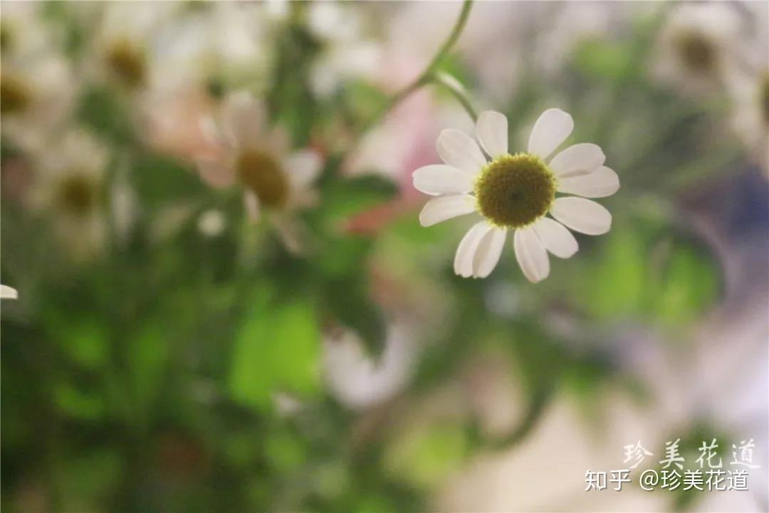 花娃，生活中的美好寓意之花