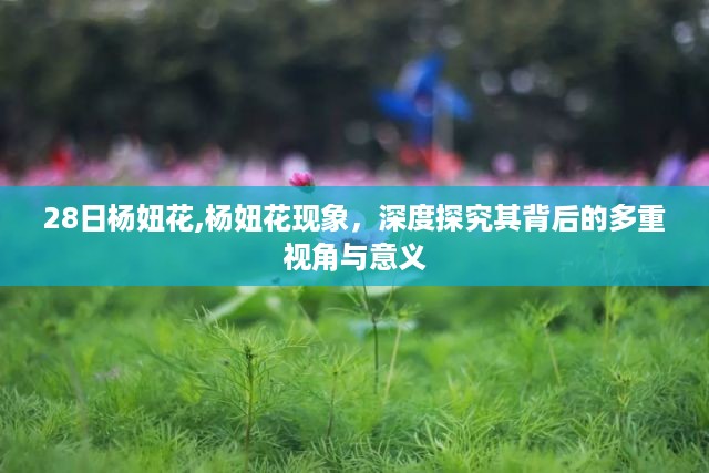 杨妞花现象深度解析，多重视角下的意义探究