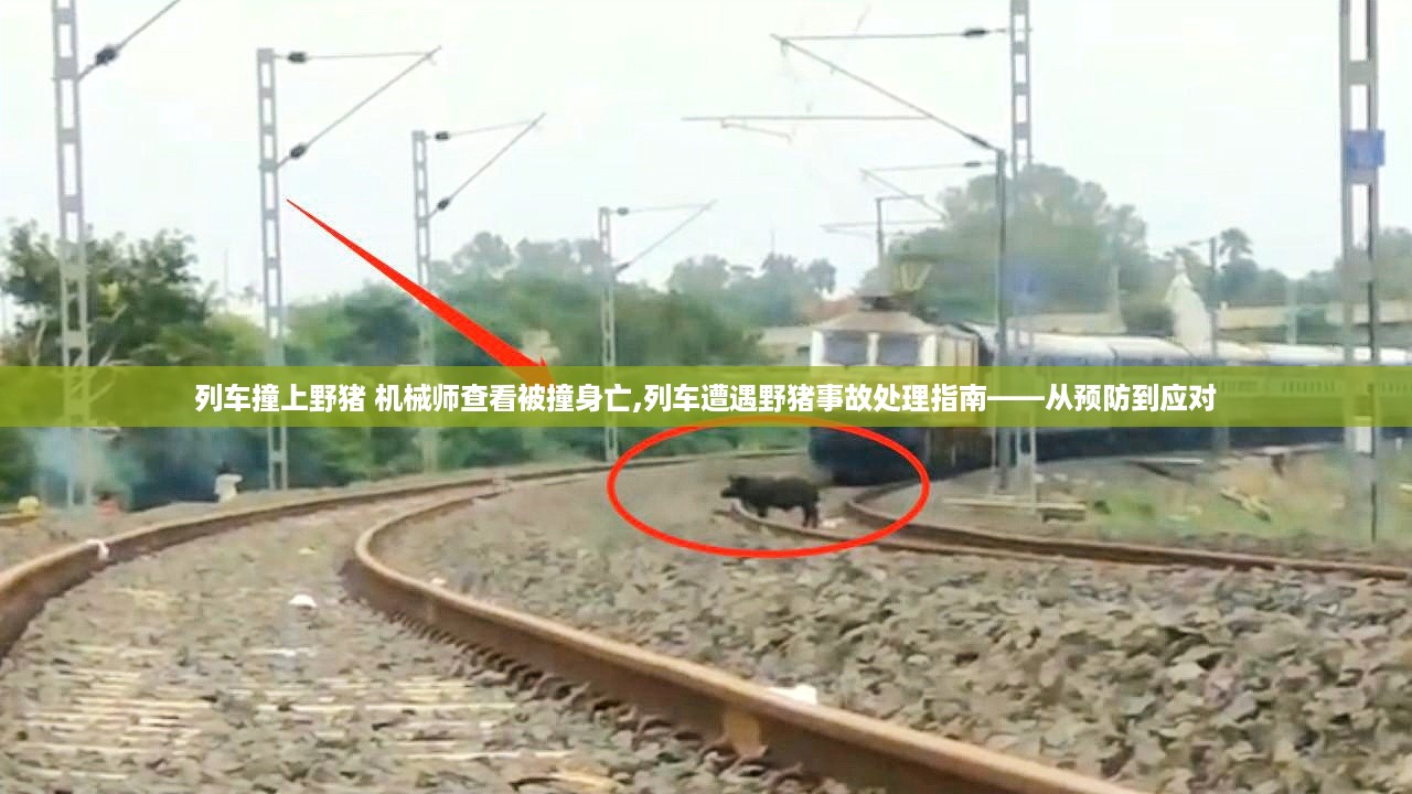 列车遭遇野猪事故处理指南，预防与应对，机械师不幸身亡引发关注