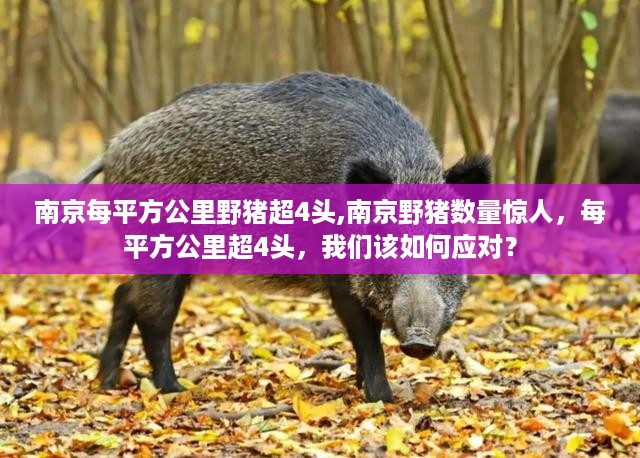 南京野猪数量激增，如何应对每平方公里超4头的挑战？