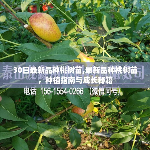 最新品种桃树苗种植指南与成长秘籍，30日精选品种解析