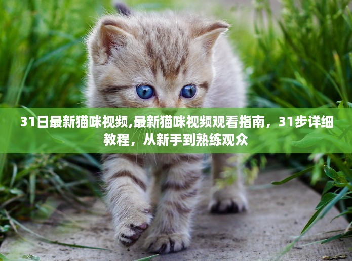 最新猫咪视频观看指南，从新手到熟练观众的31步详细教程