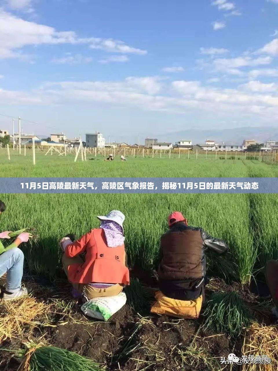 揭秘高陵区最新天气动态，11月5日高陵天气预报