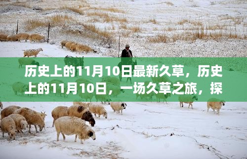 历史上的11月10日，久草之旅探寻自然诗意与内心宁静的旅程