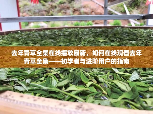 去年青草全集在线观看指南——从初学者到进阶用户全解析（涉黄内容警示）