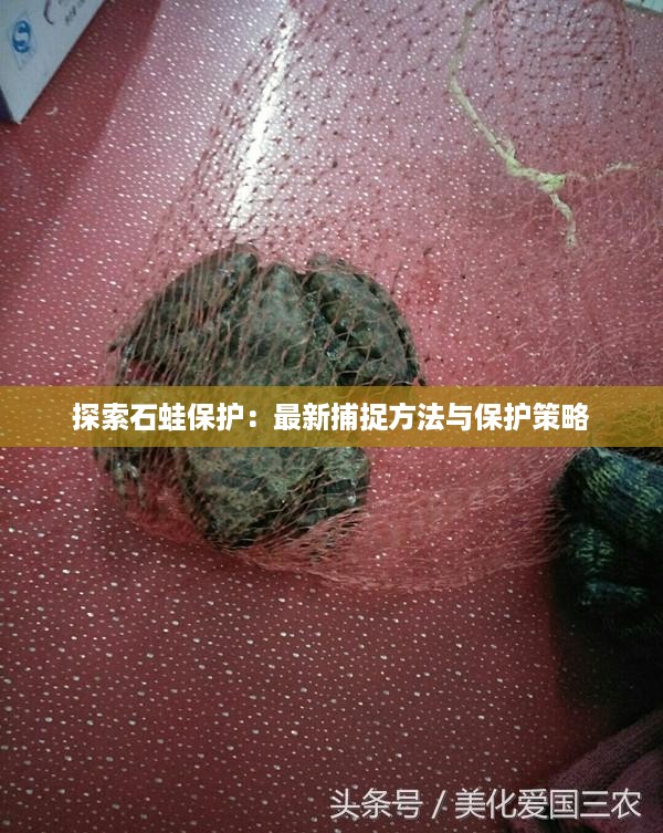 探索石蛙保护：最新捕捉方法与保护策略