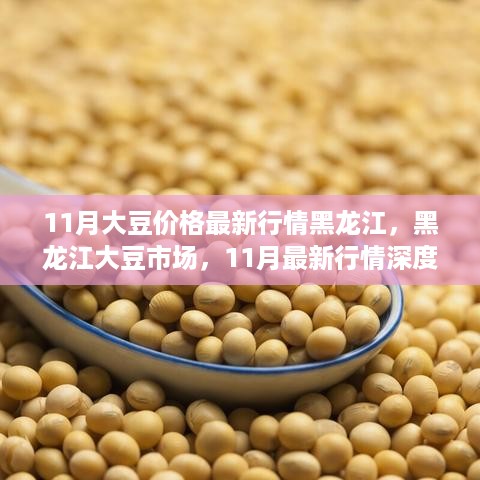 黑龙江大豆市场深度解析，11月最新行情与价格走势展望