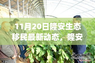 探寻隆安生态移民新篇章，最新动态与背后的故事（11月20日更新）