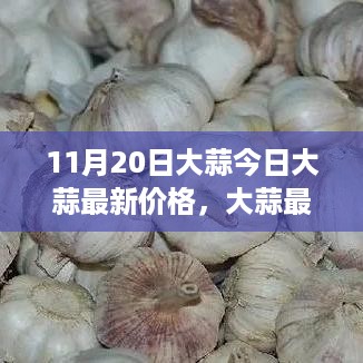 11月20日大蒜最新价格动态，聚焦行业焦点与影响因素