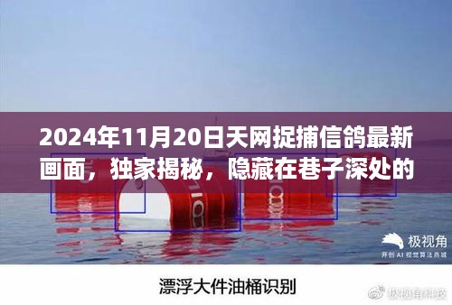 揭秘，隐藏在巷子深处的神秘信鸽追踪小铺——独家捕捉最新画面，天网捉捕信鸽实录