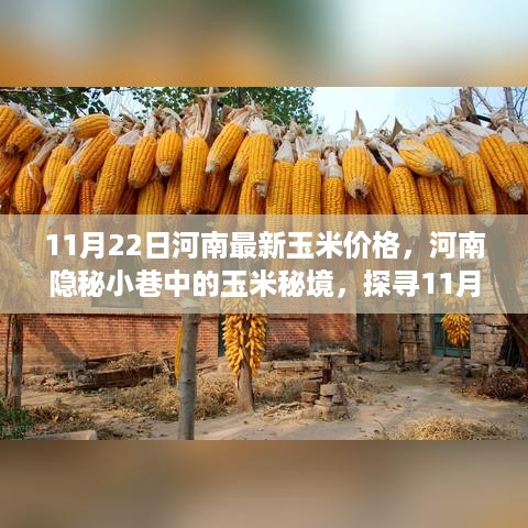 河南隐秘小巷中的玉米秘境，探寻最新玉米价格背后的故事（11月22日）