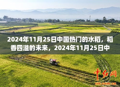 稻香四溢的未来，中国水稻奇迹与成长之路（2024年11月25日）