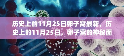 历史上的11月25日，卵子窝的神秘面纱最新揭晓