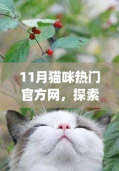 探索猫咪热门话题，揭秘猫咪热议背后的三大话题热议——来自官方网独家报道