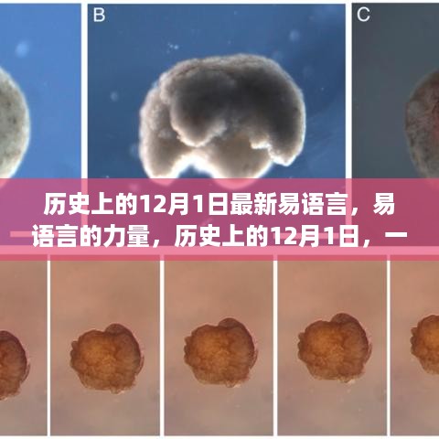 历史上的12月1日，易语言的奇迹之旅与编程力量展现