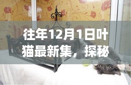 探秘叶猫集，小巷深处的独特风尚宝藏（往年12月最新集）