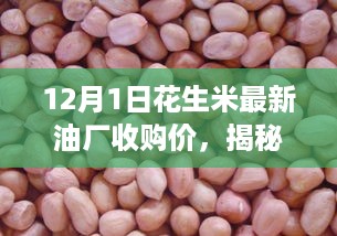 揭秘，最新花生米油厂收购价及市场趋势分析（12月1日）