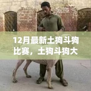 热血十二月土狗斗狗大赛，荣耀之战的激情瞬间