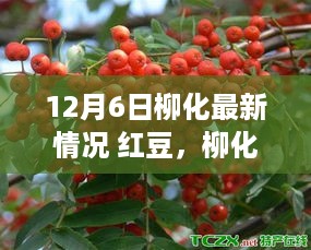 12月6日柳化红豆种植与管理指南，从初学者到进阶用户的实用指南