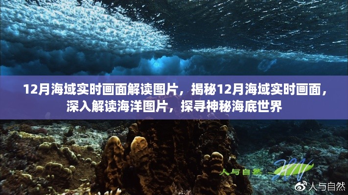 揭秘海底秘境，12月海域实时画面深度解读与探寻海底世界图片揭秘