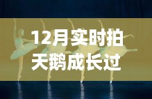 科技盛宴，实时拍摄天鹅成长过程，领略智能科技重塑生活的魅力