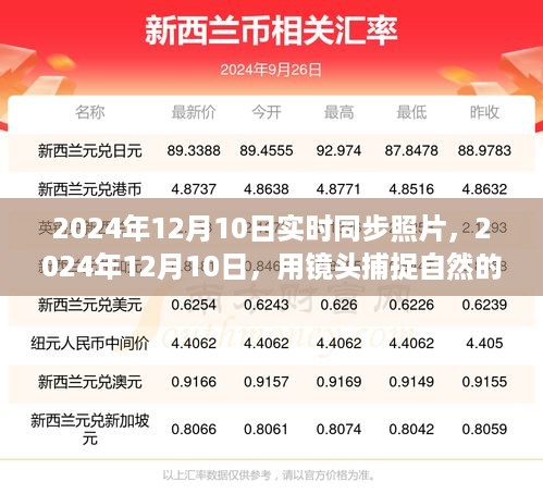 镜头下的自然脉动，寻找内心平静的摄影之旅（2024年12月10日实时同步照片）