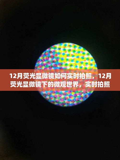 12月荧光显微镜观察与实时拍照指南，探索微观世界的操作技巧与精彩瞬间捕捉