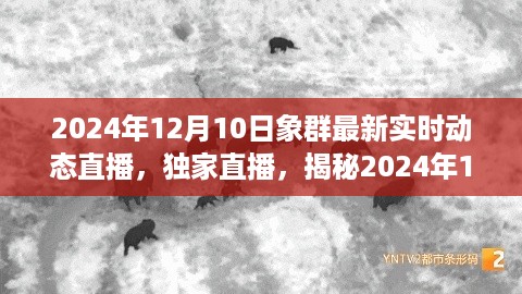 揭秘象群最新动态，独家直播实时追踪报道，最新实时动态直播观察报告（XXXX年XX月XX日）