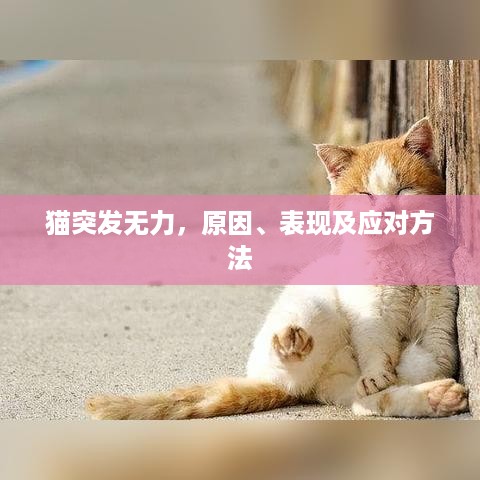 猫突发无力，原因、表现及应对方法