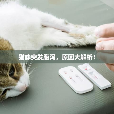 猫咪突发腹泻，原因大解析！