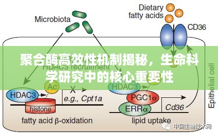 聚合酶高效性机制揭秘，生命科学研究中的核心重要性