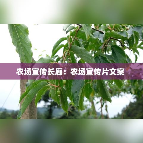 农场宣传长廊：农场宣传片文案 