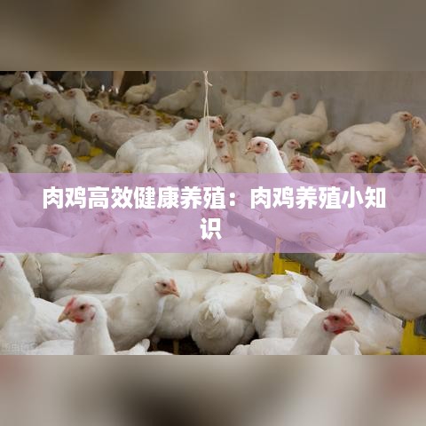 肉鸡高效健康养殖：肉鸡养殖小知识 