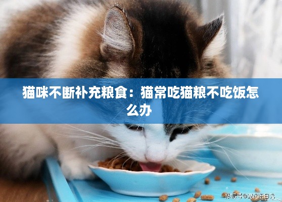 猫咪不断补充粮食：猫常吃猫粮不吃饭怎么办 