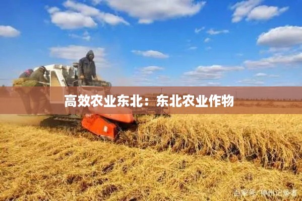 高效农业东北：东北农业作物 