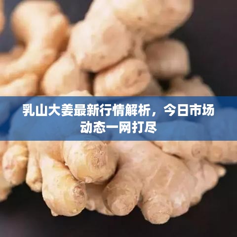 乳山大姜最新行情解析，今日市场动态一网打尽