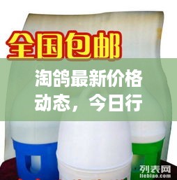 淘鸽最新价格动态，今日行情查询