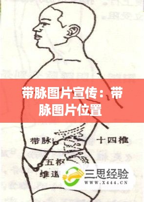 带脉图片宣传：带脉图片位置 