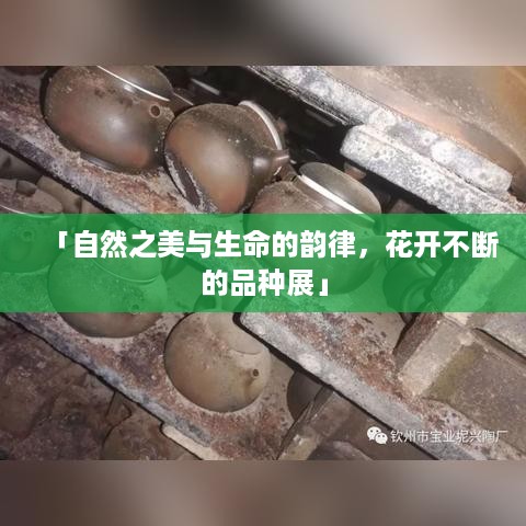 「自然之美与生命的韵律，花开不断的品种展」