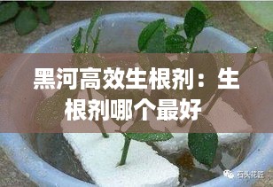 黑河高效生根剂：生根剂哪个最好 