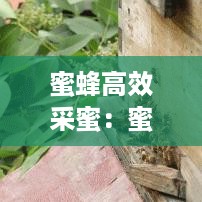 蜜蜂高效采蜜：蜜蜂如何采蜂蜜 