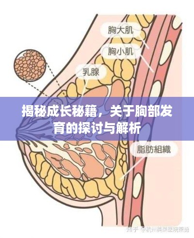 揭秘成长秘籍，关于胸部发育的探讨与解析