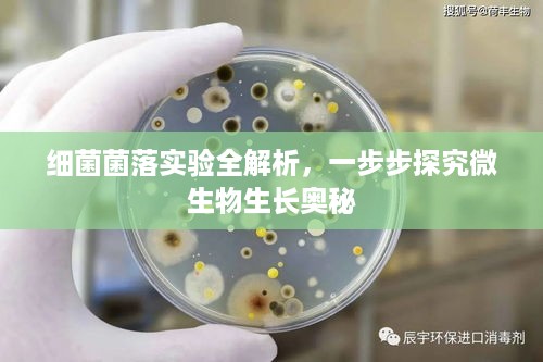 细菌菌落实验全解析，一步步探究微生物生长奥秘