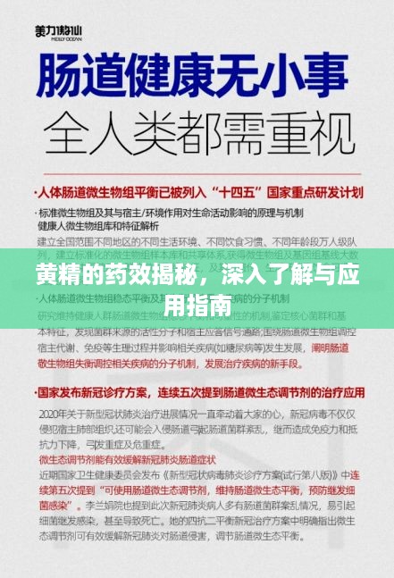 黄精的药效揭秘，深入了解与应用指南