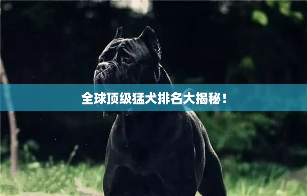 全球顶级猛犬排名大揭秘！