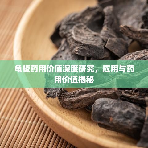 龟板药用价值深度研究，应用与药用价值揭秘