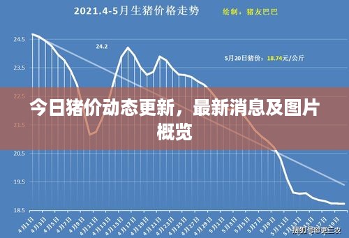 今日猪价动态更新，最新消息及图片概览