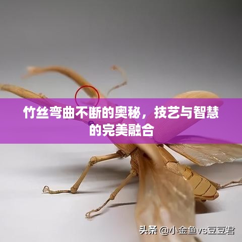 竹丝弯曲不断的奥秘，技艺与智慧的完美融合